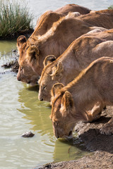 Löwinnen an der Wasserstelle - Der Durst nach der Jagd
