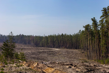 View of the young pine forest. The place of cutting and planting of young pines.