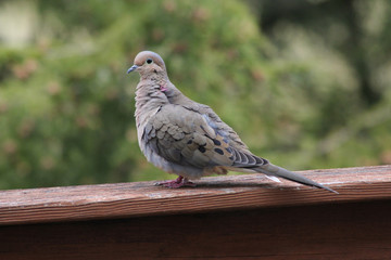 Mourning Dove on Peeling Wood Deck Railing; Green background, USA