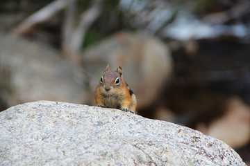 Naklejka na ściany i meble Ground Squirrel Creeping Over Rock along Trail in Rocky Mountain National Park, CO USA