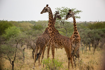 Giraffenherde - Serengeti - Tansania