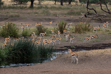 Thomson-Gazelle (Eudorcas thomsonii)