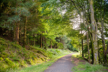 Scenic path through forest in Scotland UK