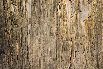 Old cracked tree close-up.