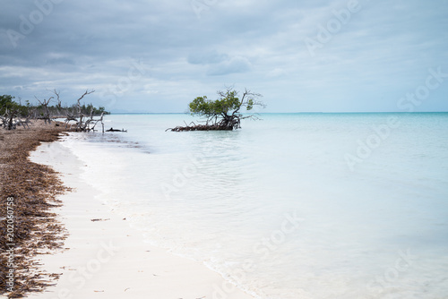 Cuba Cayo Levisa Paletuvier Seul Au Monde Plage De
