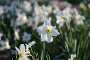 Field of blooming daffodils in park. Nature background