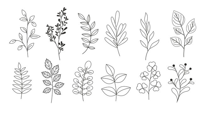 Vector illustration set of branches, leaves, twigs, garden grasses in line style for floral patterns, bouquets and compositions in white background. Elements for greeting cards.