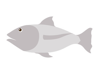 Obraz premium fish gray isolated icon vector illustration design
