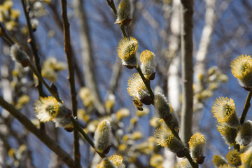 The blossoming willow in sunny day - a bee collects pollen
