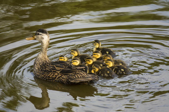Mottled Duck with chicks.
