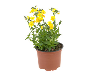 yellow flowers in a plastic pot on a white background