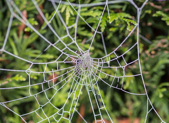 web