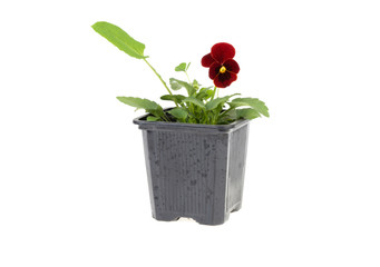 beautiful flower planted in a plastic flowerpot on a white background