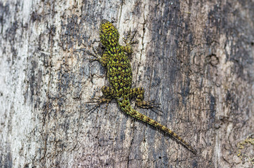 Green spiny lizard on tree.