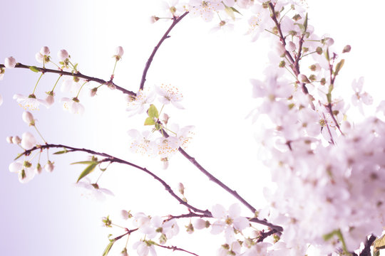 Spring cherry blossom.Abstract background