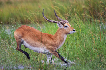 running antelope Waterbuck (Kobus ellipsiprymnus) in the african savannah namibia kruger park botswana masai mara	