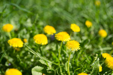 yellow dandelion flowers in spring meadow