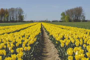 Fototapeta na wymiar yellow tulips in the countryside
