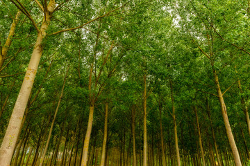 Fototapeta na wymiar Large trees in a forest in spring