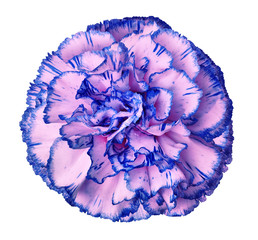 Blue-pink carnation flower on a white isolated background with clipping path. Closeup. For design.  Nature.