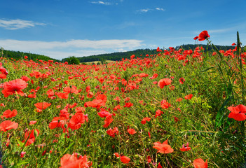 Poppy field in summer.