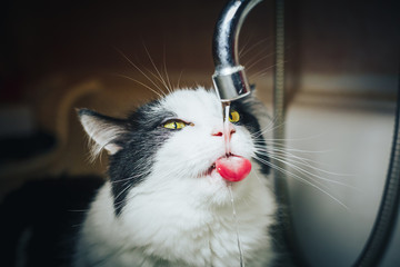 Pretty black and white cat watching the water from the tap in a bathroom