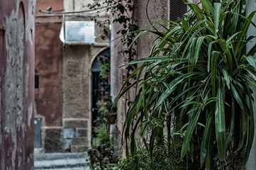 Obraz na płótnie Canvas Alley in the city of Sassari