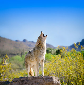 Howling Coyote with Yellow Brittle bush Flowers