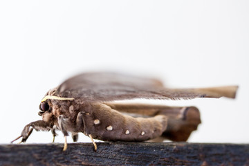 riesen Nachtfalter / Schmetterling aus dem Dschungel des Amazonas