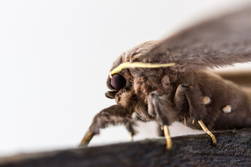 riesen Nachtfalter / Schmetterling aus dem Dschungel des Amazonas