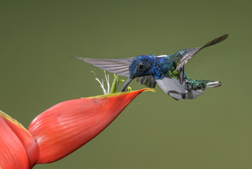 White-necked Jacobin - Florisuga mellivora, beautiful colorful hummingbird from Central America forests, Costa Rica. © David