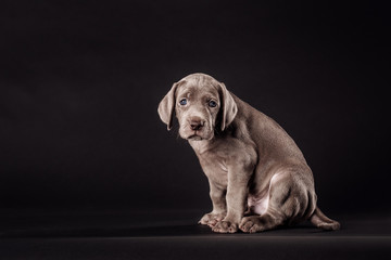 Fototapeta na wymiar Studio shot of a cute Weimaraner puppy on dark background.