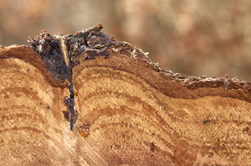 the texture of the tree. sawed wood
