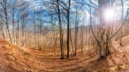 Panorama of forest at autumn day with blue sky and sun shining among trees