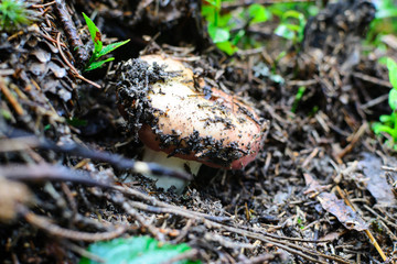 Mushroom in the forest breaks through the turf