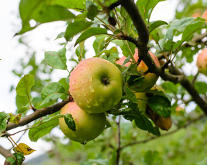 Ripe juicy apples hanging on a tree
