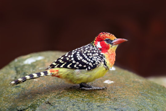 The red-and-yellow barbet (Trachyphonus erythrocephalus) sitting on the stone.