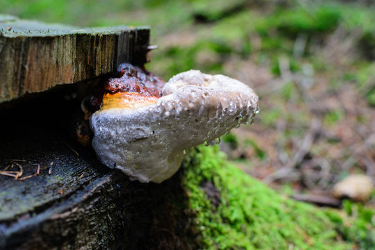 Fresh mushroom with dew on tree stump in the woods