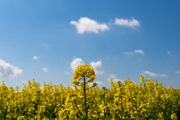 Gelbes Rapsfeld mit blauem Himmel