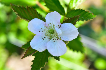 Blackberry bush flower blossom
