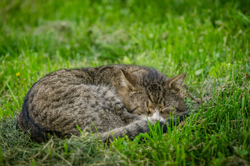 Naklejka na ściany i meble Multicolored cat enjoying spring on green grass. Cat sleep on green grass