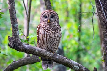 Fotobehang Barred Owl © John Slawik 