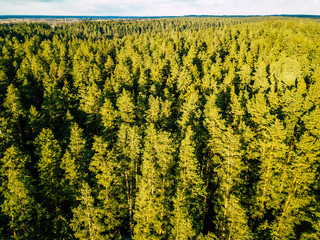 Aerial Photography of a Forest in Winter