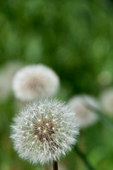 Dandelion. Dandelion seed