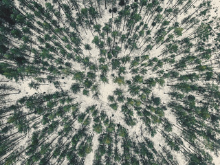 Aerial Photography of a Forest in Winter - vintage look edit