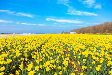 Yellow field and blue sky.