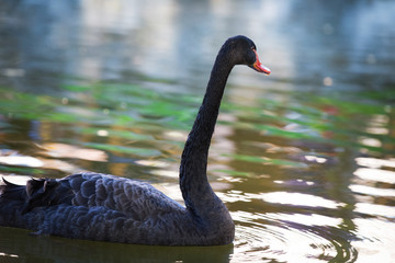 Amazing black swan on a lake
