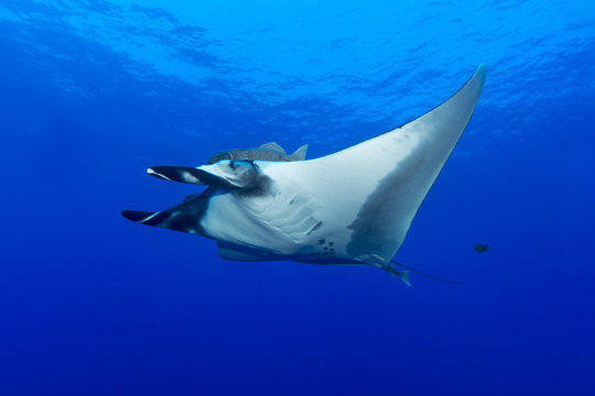 Teufelsrochen (Manta birostris)