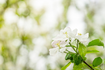 Close up of white flowers of apple tree and blurred tree branches in background