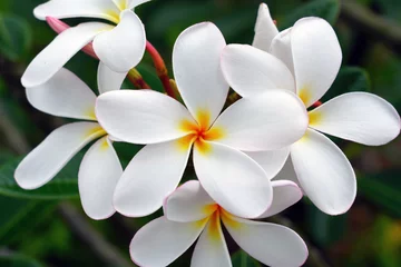 Fotobehang Fragrant blossoms of white and yellow frangipani flowers, also called plumeria and melia © eqroy